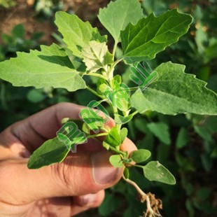 野生灰灰菜种子老品种野菜四季播蔬菜种子阳台盆栽庭院养生菜种子