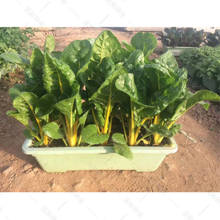 寿光蔬菜种子红叶金叶黄甜菜种子红叶菠菜红梗种子四季盆栽蔬菜