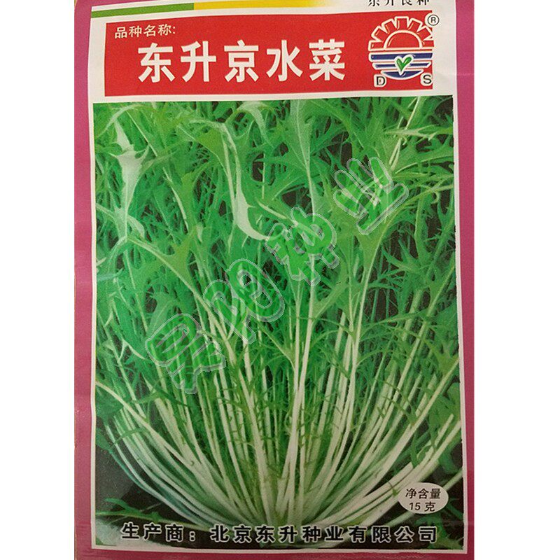 京水菜种子紫晶菜水菜种籽菜园春秋四季野菜种子白梗千筋蔬菜种籽