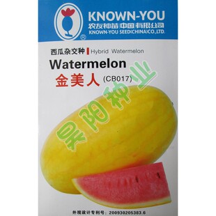 台湾农友种苗金美人西瓜种子200粒 黄皮红瓤 皮薄肉质细爽 品质佳