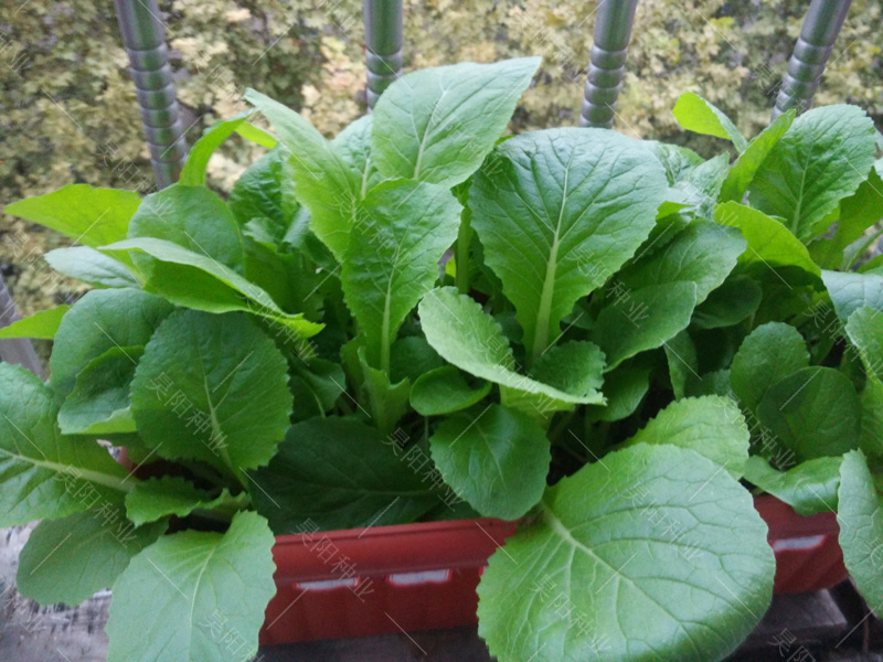 春秋四季小白菜种子家庭菜园艺阳台盆栽蔬菜种籽好吃易种生长快
