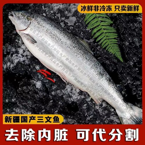 整条国产新疆三文鱼新鲜开片拔刺