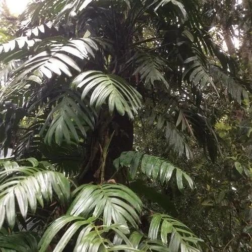 500克新鲜爬树龙、过山龙过江龙青竹标金草箍麒麟叶中药材