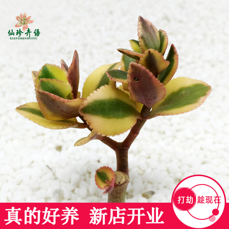 双色景天白姬之舞雅乐之舞金枝玉叶蝴蝶之舞多肉植物绿植花卉盆栽