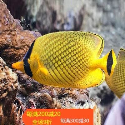 三间火箭黄火箭黄网鲽黄金鲽鱼海水鱼活体珊瑚海水缸较难养小丑鱼