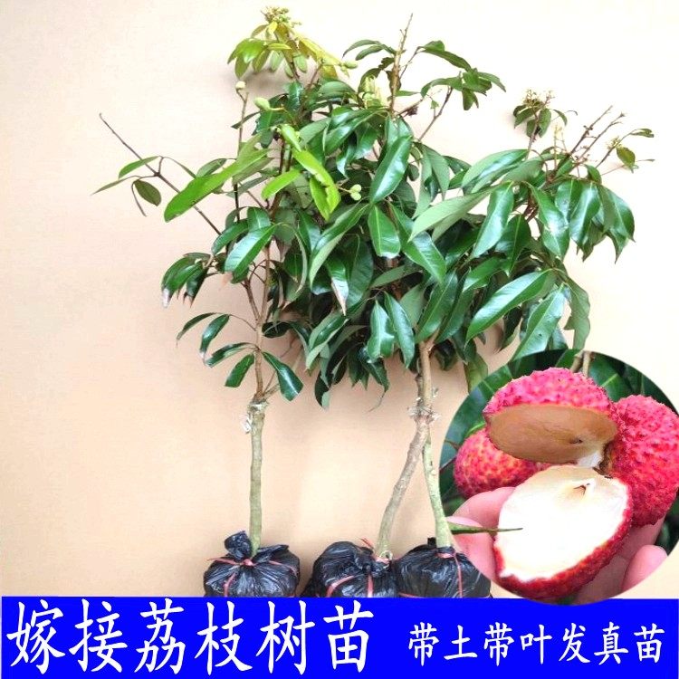 海南无核荔枝树苗桂味嫁接