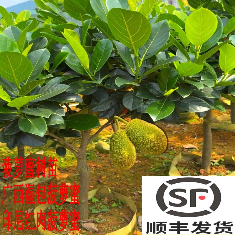 印尼红肉菠萝蜜树苗嫁接干苞黄肉