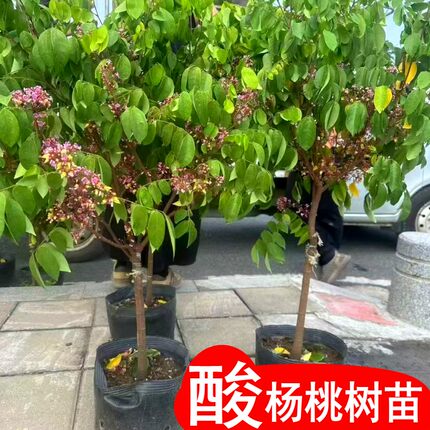 正宗酸杨桃树苗盆栽地栽南北方庭院果树嫁接当年结果果树果苗带土