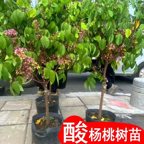 正宗酸杨桃树苗盆栽地栽