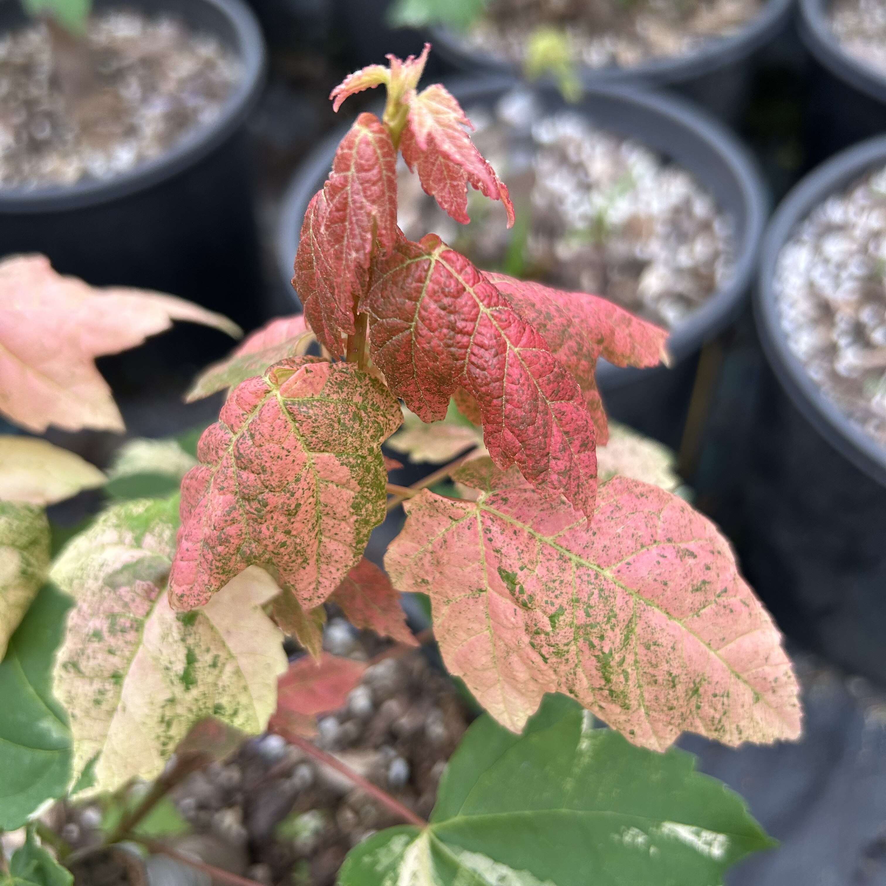 稀有新品糖果冰淇淋彩叶枫，盆栽地栽绿植，高端别墅庭院阳台盆景