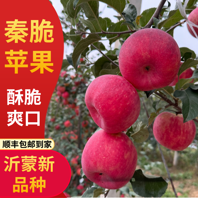 山东沂蒙脆现现发新鲜采摘脆甜多汁孕妇儿童水果秦脆苹果5斤大果