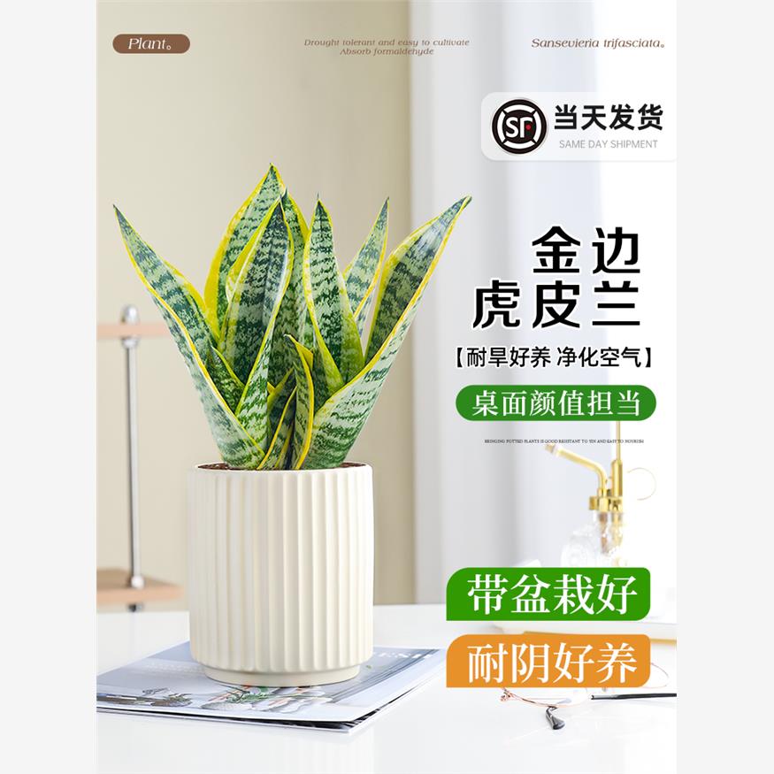 金边虎皮兰盆栽客厅花卉绿植净化空气办公室桌面耐旱植物好养易活