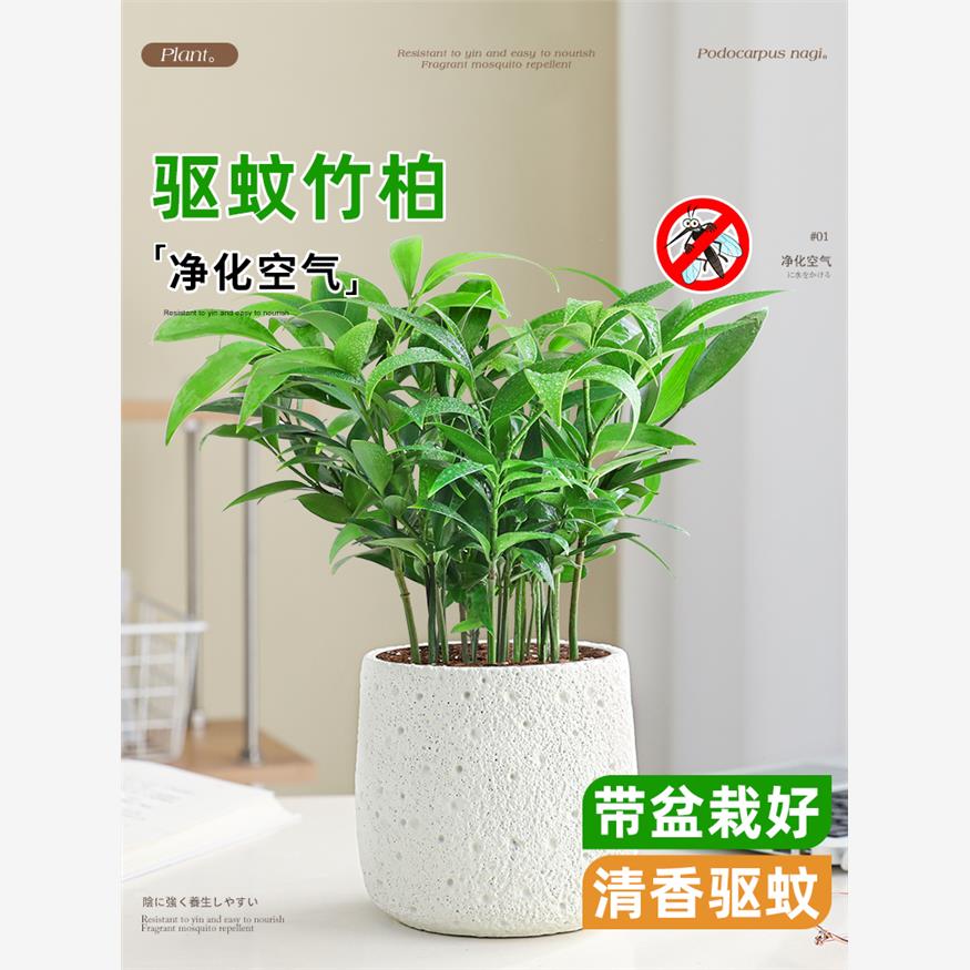 驱蚊竹柏水培植物盆栽室内绿植花卉四季常青办公室桌面驱蚊草好养