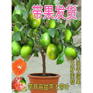 橘子树苗正宗无籽砂糖橘树苗带土带叶带果子丑橘盆栽桔子南北耐寒