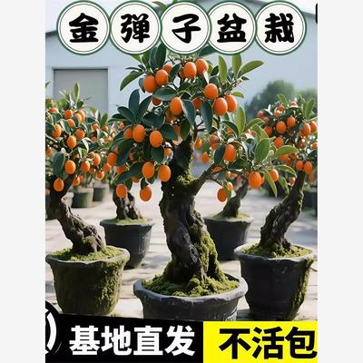 四川小叶金弹子观果盆景