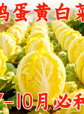 正宗鸡蛋黄白菜种子耐热