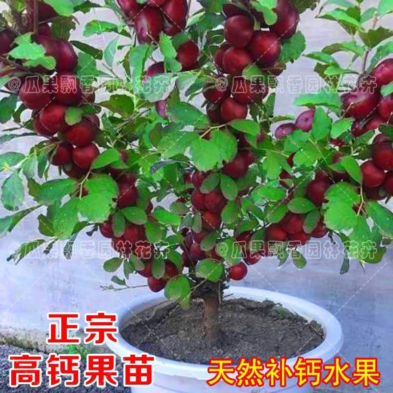 包成活结果高钙树苗当年结果