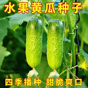 水果黄瓜种子四季好种阳台盆栽春秋季黄瓜种籽旱水果蔬菜黄瓜种孑