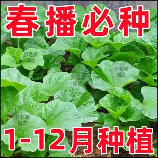 糯米冬寒菜种子苗儿童高钙菜种籽孑苋菜马蹄菜盆栽四季蔬菜菜籽秧