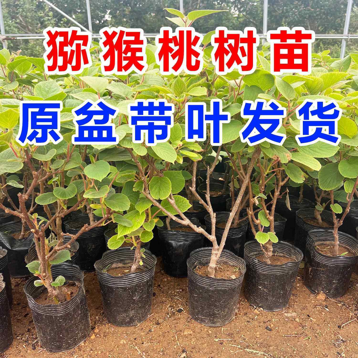 红心猕猴桃树苗公母同珠南方北方种植耐寒盆栽地栽当年结果果树苗,鲜花速递/花卉仿真/绿植园艺,红掌/凤梨/温室花卉,淘宝优惠券,粉丝福利购,淘宝优惠卷