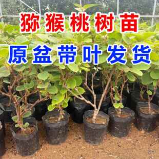 红心猕猴桃树苗公母同珠南方北方种植耐寒盆栽地栽当年结果果树苗