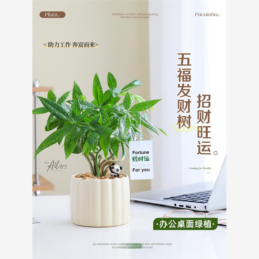 奇趣发财树办公室招财绿