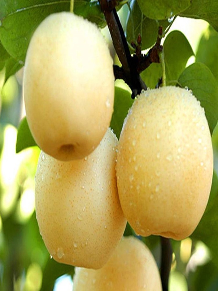 新品种特大香蕉太婆嫁接南北方