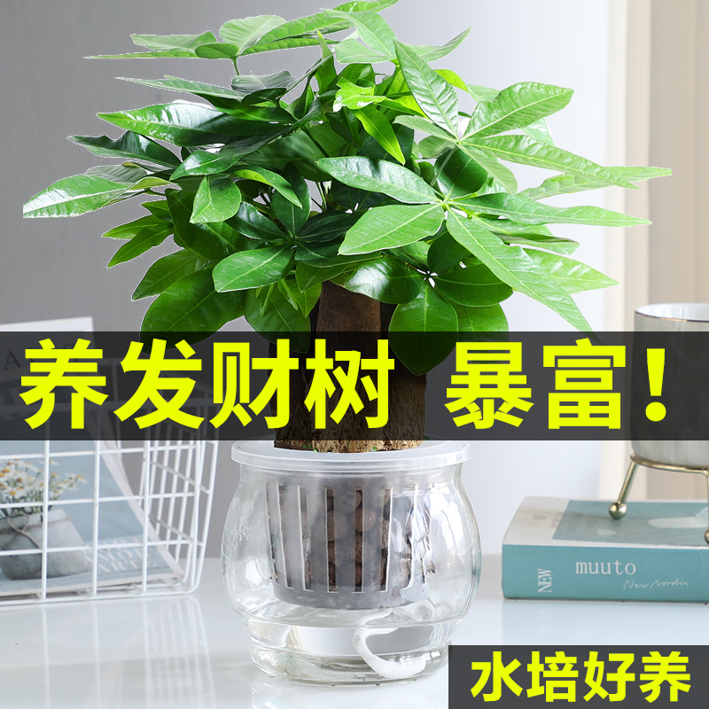 发财树盆栽水培招财树室内净化空气小盆栽桌面四季好养常绿小盆景