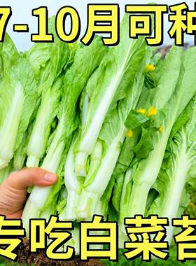 白菜苔种子四季奶油老品