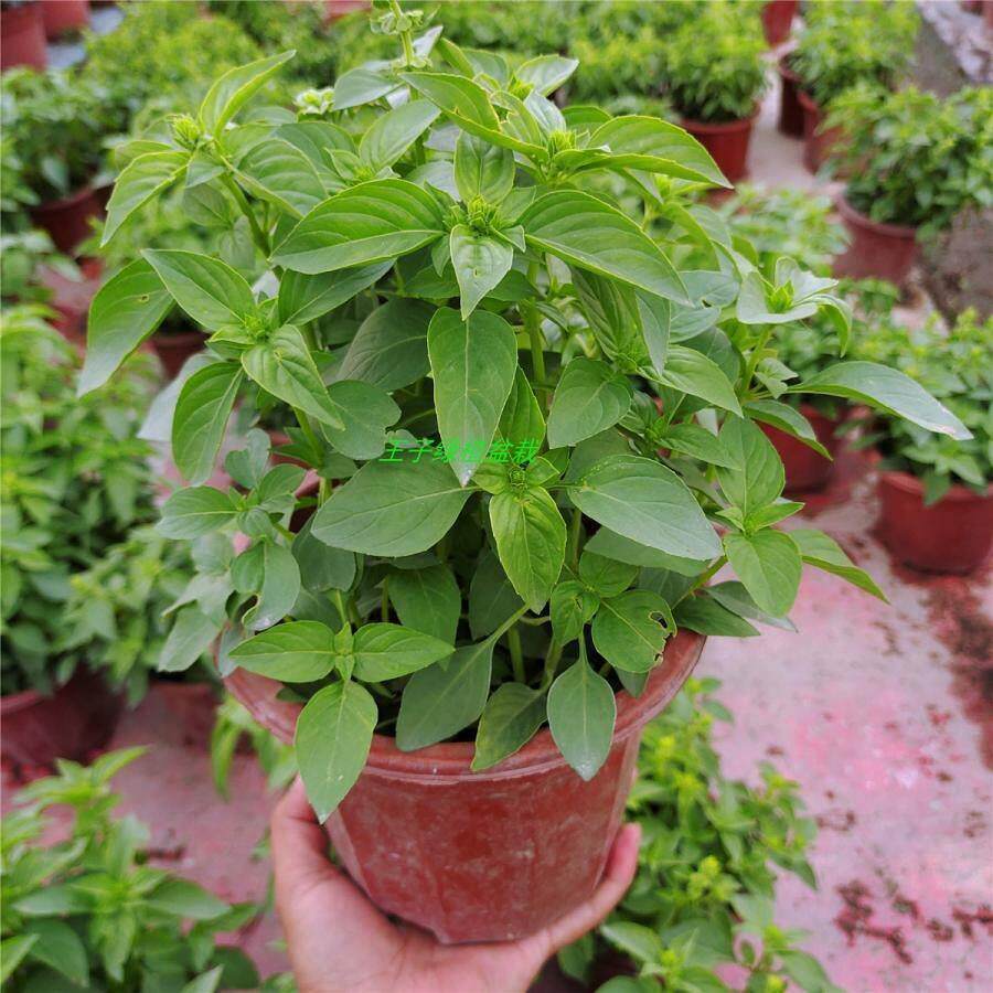 九层塔盆栽金不换食用罗勒苗食用香草盆栽新鲜台湾金不换鲜活绿植