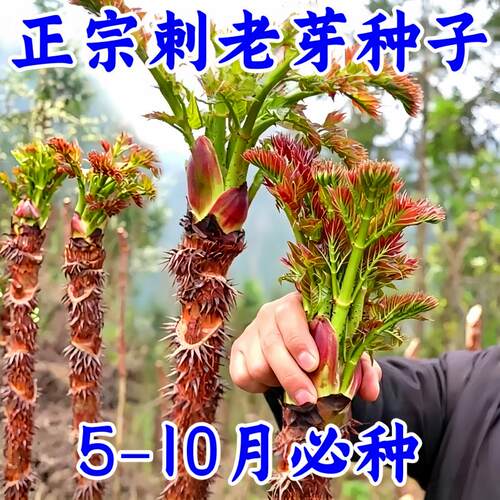 刺龙芽种籽刺老子刺嫩包