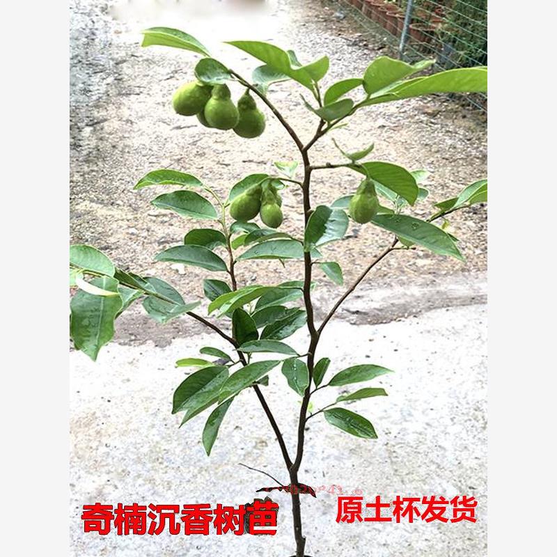 正宗奇楠沉香树苗名贵苗