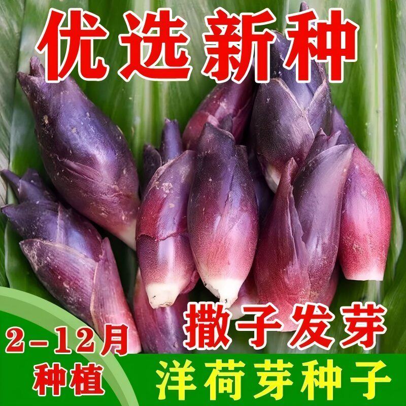 食用洋荷芽种子洋荷姜和洋藿阳何茗荷蔬菜洋火胡姜洋荷姜种子