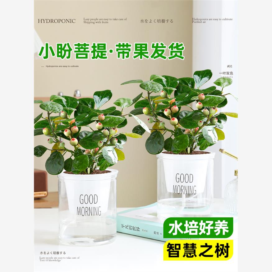 小盼菩提带果盆栽办公室