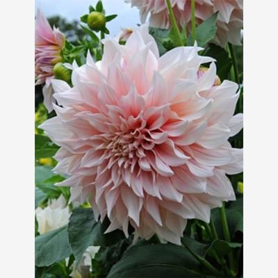 大丽花花苗地瓜花苗球根大丽花根块大丽花苗盆栽带花重瓣植物花苞