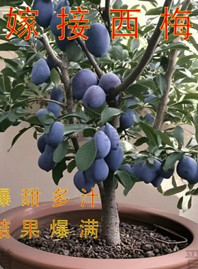 【落地摆放】嫁接西梅树蓝色西梅即摘即观赏盆栽地栽大绿植南北方