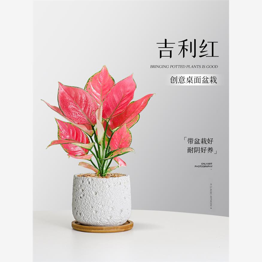 吉利红盆栽植物吉祥如意