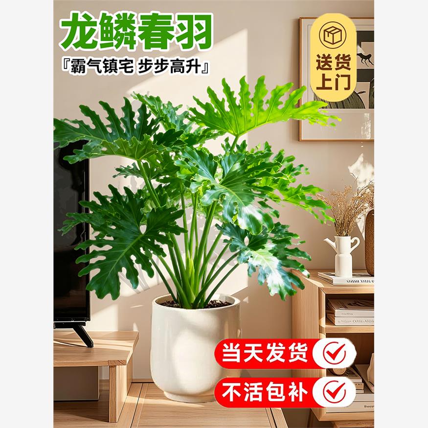 龙鳞春羽盆栽客厅大型植