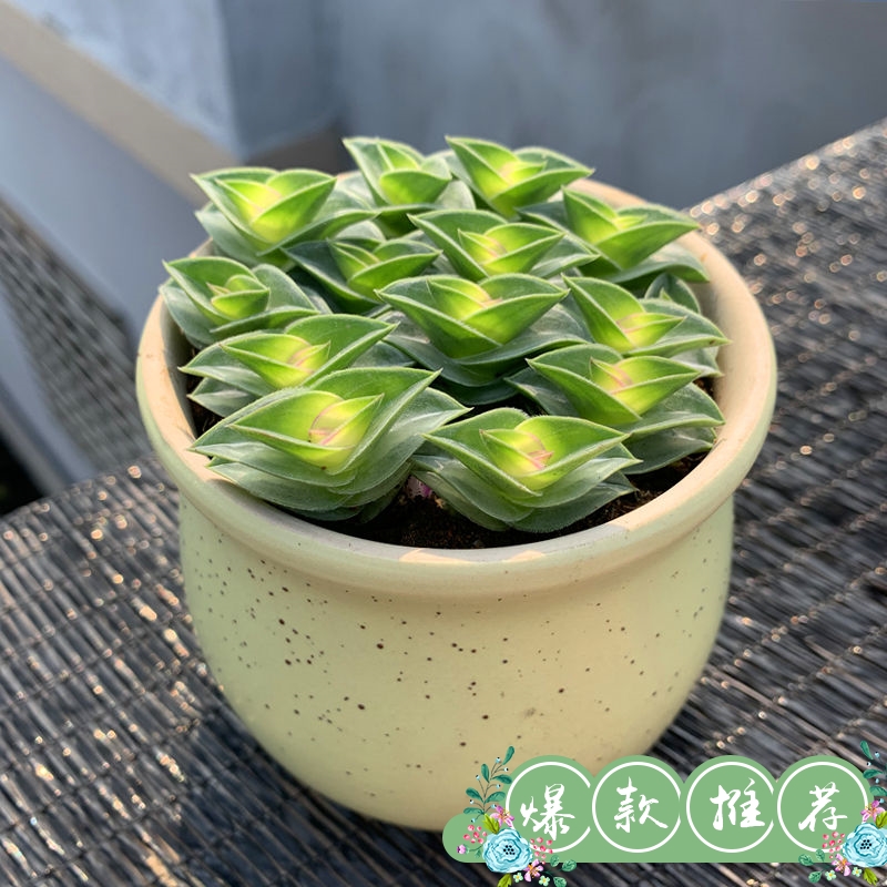 全语一帆风顺锦上添花多肉植物招财平安寓意办公室内桌面绿植鲜花