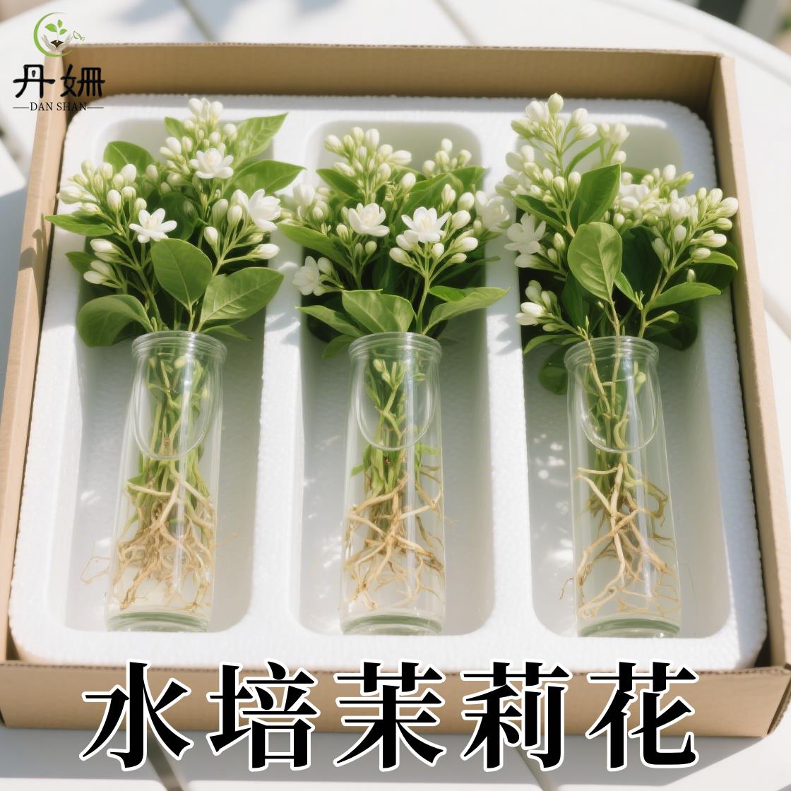 水培茉莉花盆栽带花苞当