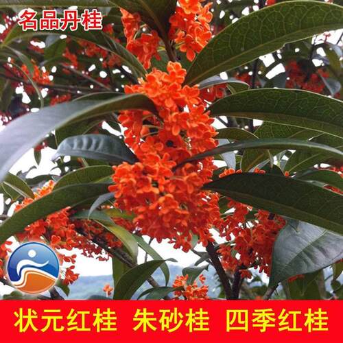 红桂花树苗名品丹状元珍