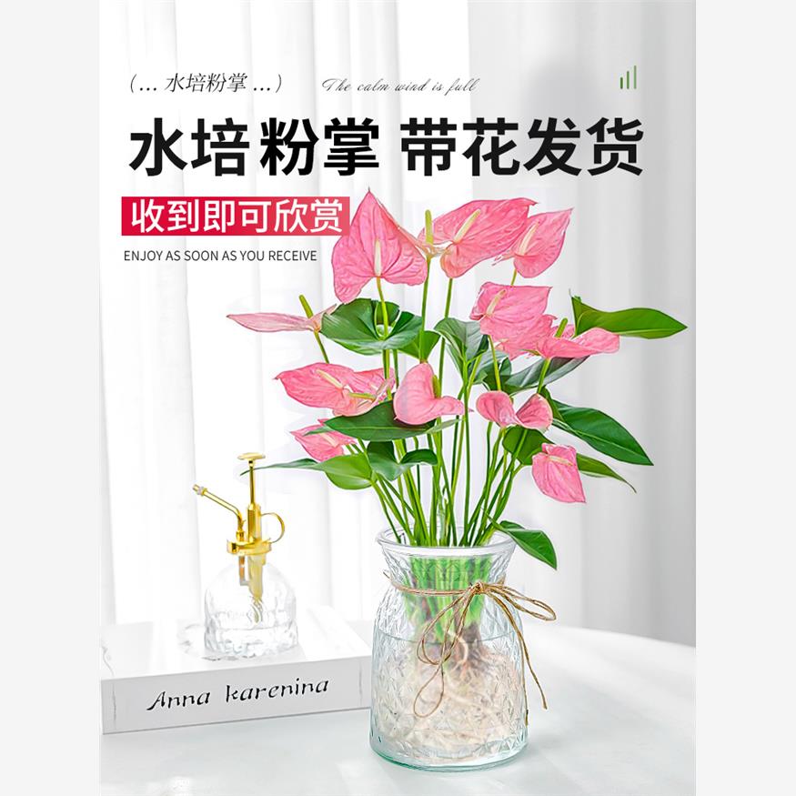 水培植物粉掌红掌盆栽花