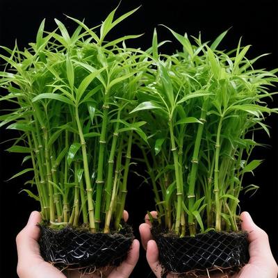水草鱼缸专用南美青竹造景水培植物和鱼共养净化水质制氧阴性锦鲤