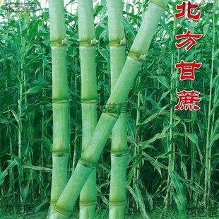 甘蔗种籽种子苗孑青皮甜高粱北方南方四季甜杆种植水果高粱杆籽种