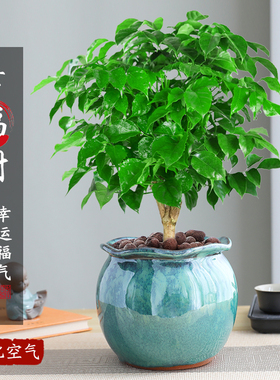 幸福树盆栽室内绿植老桩客厅发财树金钱树四季常青好养景德镇陶瓷