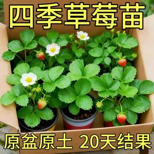草莓苗带花带果盆栽带土丹东奶油甜宝章姬久香草莓秧苗四季种子籽