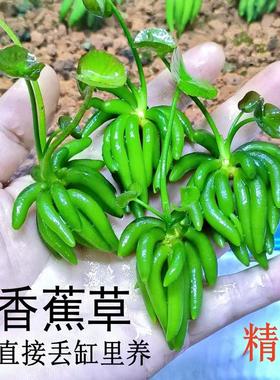 水草鱼缸专用香蕉草造景水培植物浮萍和鱼共养净化水质真制氧阴性