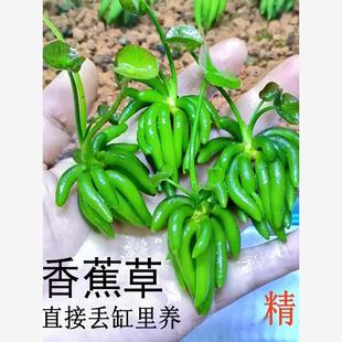 水草鱼缸专用香蕉草造景水培植物浮萍和鱼共养净化水质真制氧阴性