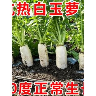 夏抗白玉萝卜种子夏秋栽种耐热早熟白萝卜耐热耐高温四季抗病性强