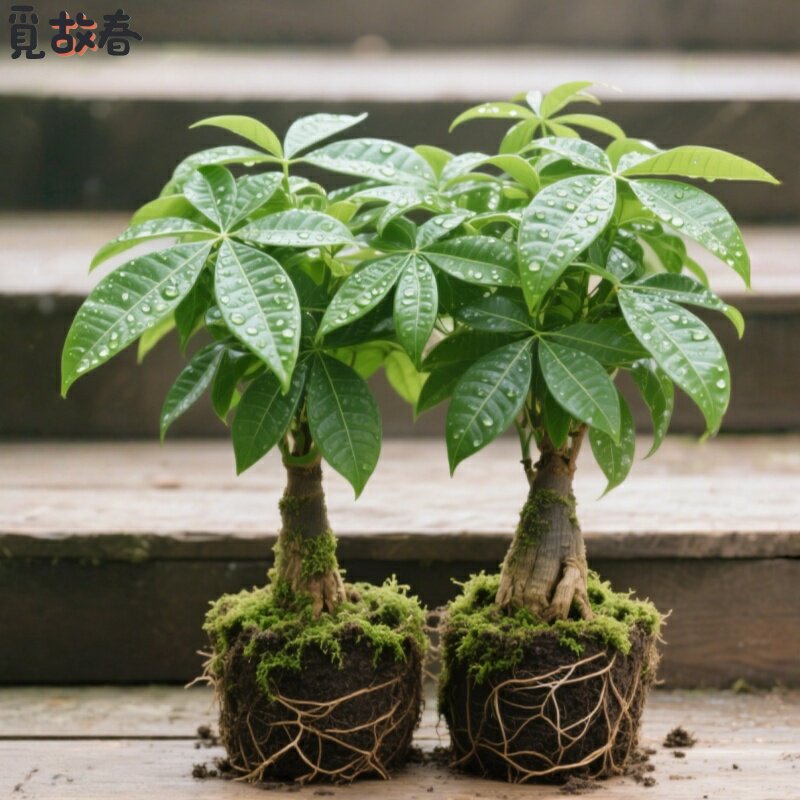 发财树盆栽室内客厅桌面绿植小盆景大发财树苗招财树净化空气植物,鲜花速递/花卉仿真/绿植园艺,红掌/凤梨/温室花卉,淘宝优惠券,粉丝福利购,淘宝优惠卷